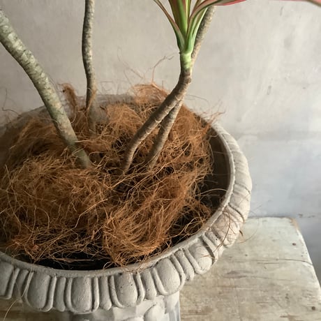 Dracaena marginata "Rainbow"(ドラセナ・マルギナータレインボー)