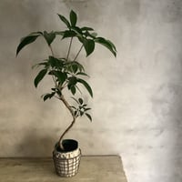 Schefflera pueckleri Tupidanthus (ワイアーバスケット付シェフレラ・ツピタンサス)