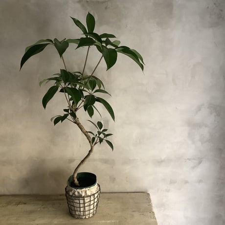 Schefflera pueckleri Tupidanthus (ワイアーバスケット付シェフレラ・ツピタンサス)