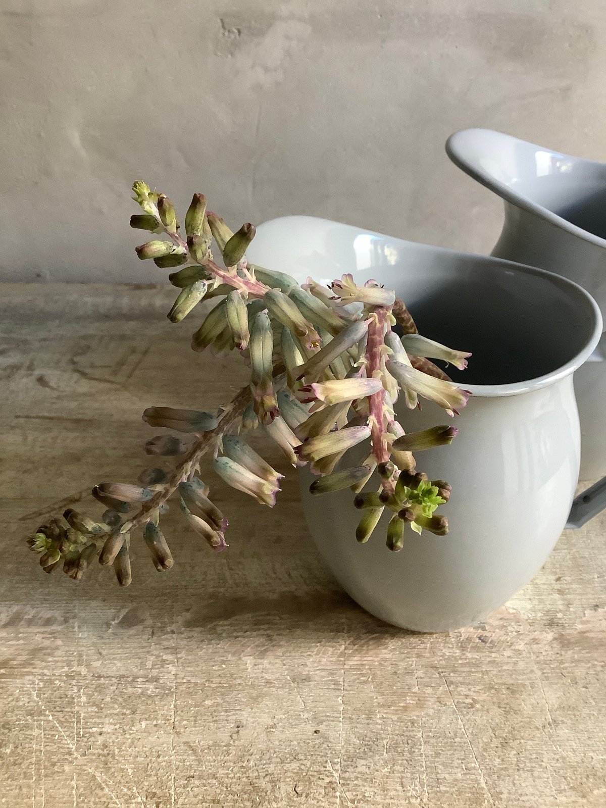 ホーロージャグ Edward Jug エドワード ・ジャグ (ホーローピッチャー セサミ)1L