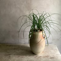 Ponytail palm with Tunisia pot type1(ポニーテールパーム"ノリナ・トックリラン"/チュニジアポット付き”タイプ1”)