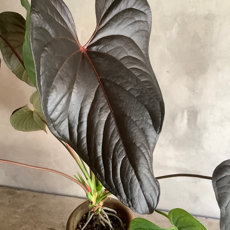 Anthurium "Rom's red with Tunisia pot XL (アンスリウム・ロムズレッド/チュニジアポット付き XL)