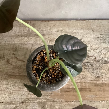 Alocasia Cuprea black with moon stone pot (ムーンストーンポット入りアロカシアキュプレア ブラック)