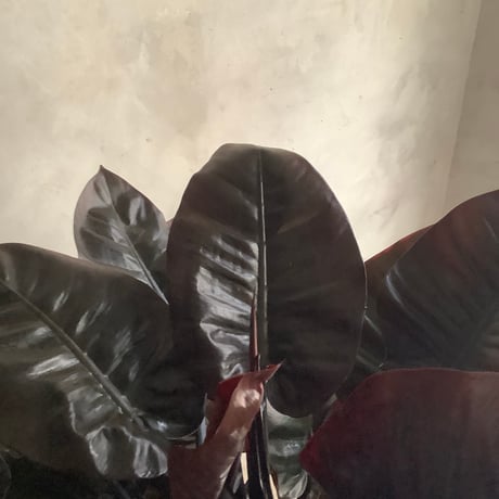 Philodendron Black cardinal spread type2(フィロデンドロン ブラックカーディナル  スプレッドタイプ2 )