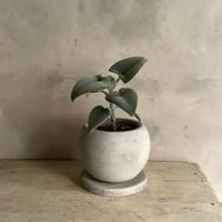 Kalanchoe beharensis(カランコエ・ベハレンシス)