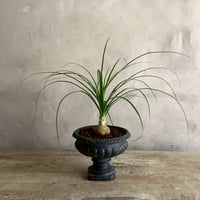 2025 Ponytail palm Mini dessart (ポニーテールパーム"ノリナ・トックリラン"ミニ/デザートタイプ)