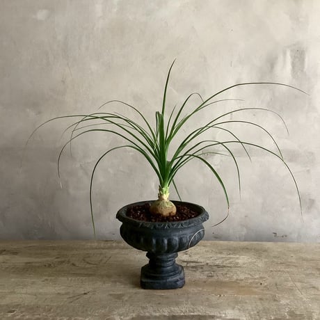 2025 Ponytail palm Mini dessart (ポニーテールパーム"ノリナ・トックリラン"ミニ/デザートタイプ)