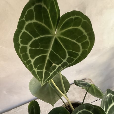 Anthurium clarinervium (アンスリューム・クラリネルビウム)
