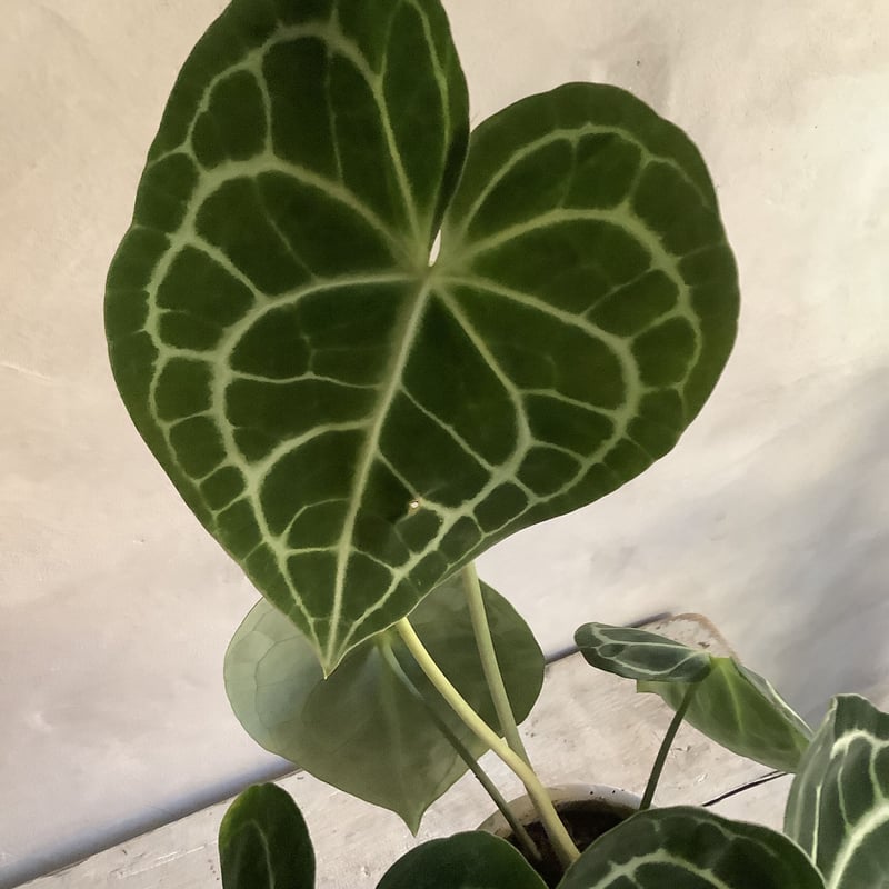 Anthurium clarinervium (アンスリューム・クラリネルビウム) | blo