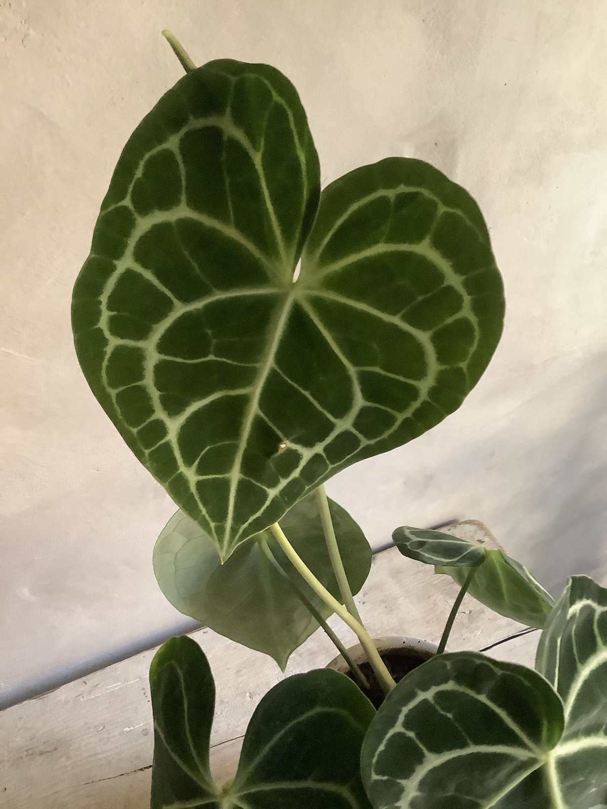 Anthurium clarinervium (アンスリューム・クラリネルビウム) | blo