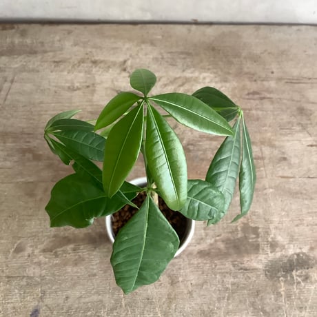 Baby skinny pachira in NYC Coffee cup ”J・M・Z line” (NYCコーヒーカップシリーズ ベビースキニーパキラ)３ライン