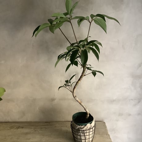 Schefflera pueckleri Tupidanthus (ワイアーバスケット付シェフレラ・ツピタンサス)