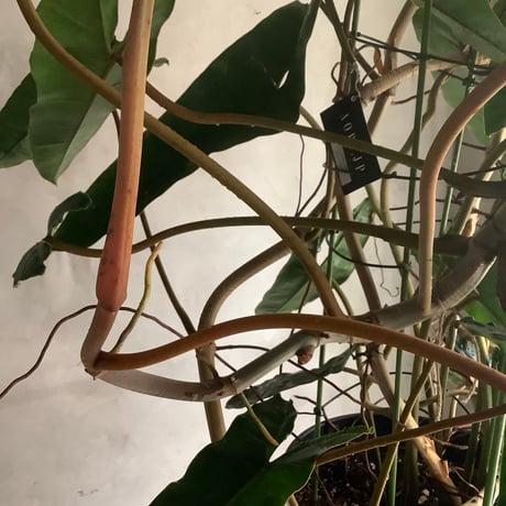 Philodendron billetae  (フィロデンドロン ビレッタエ)
