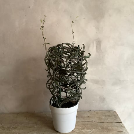 CATEGORY green plants | blossom online shop CATEGORY green plants | blossom online shop