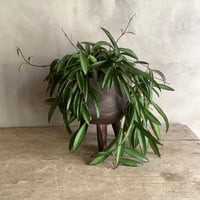 Hoya China Bean with Legs Wood pot ( ホヤ・チャイナビーンズ 脚付ウッドポットつき）