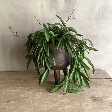 Hoya China Bean with Legs Wood pot ( ホヤ・チャイナビーンズ 脚付ウッドポットつき）