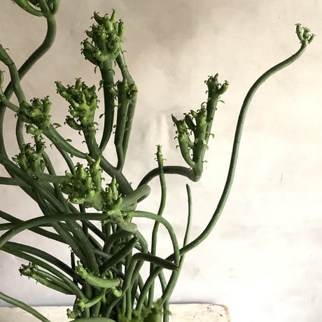 Euphorbia tirucalli {(ユーフォルビア・タイレカーリィ) ミルクブッシュ}