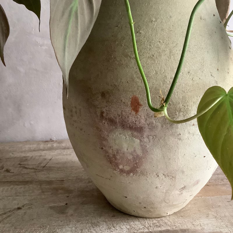 Philodenndron Micans with Tunisia pot (フィロデンドロン