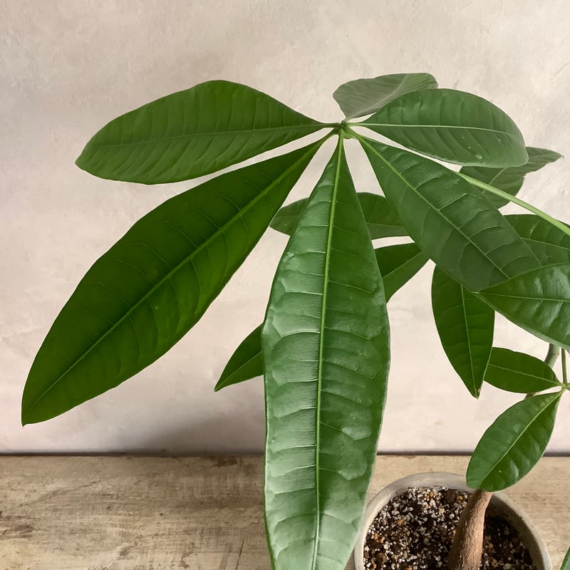 Skinny pachira in tube stone pot (チューブストーンポット入り