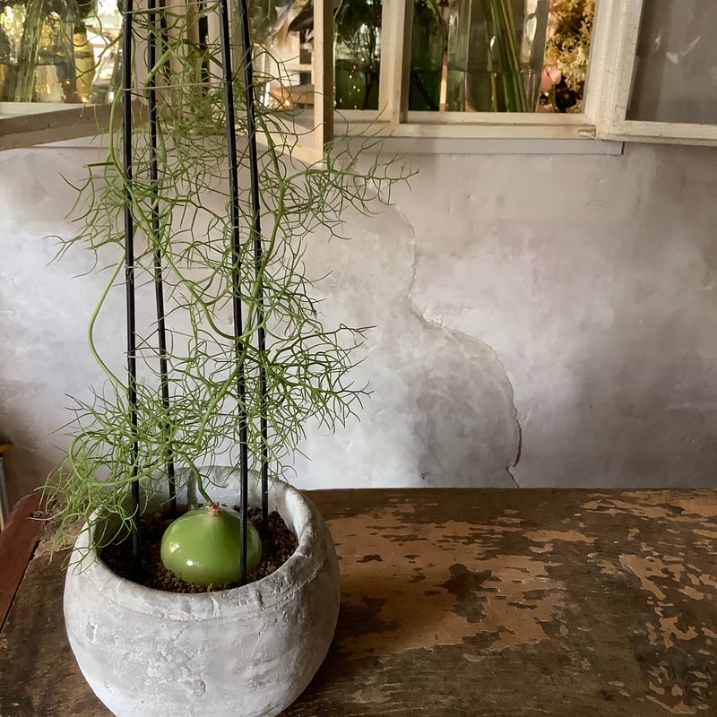 Climbing onion in moon stone pot (ムーンストーンポット入りク