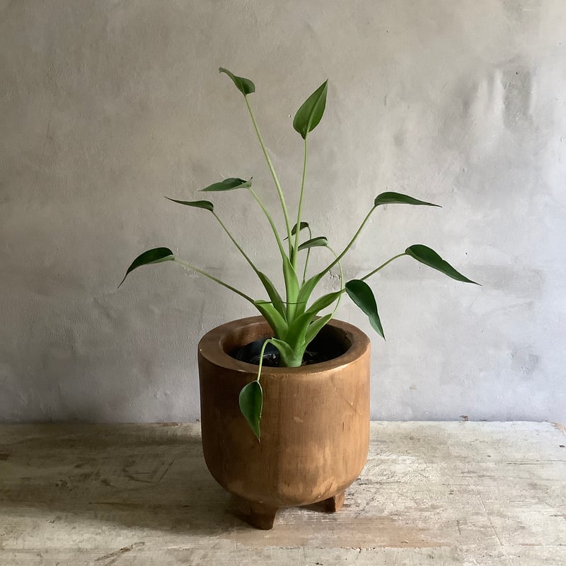 Alocasia tiny dancer with Acacia wood Planter c