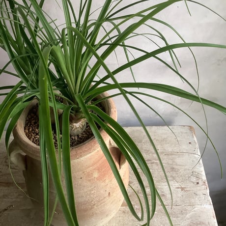Ponytail palm with Tunisia pot type1(ポニーテールパーム"ノリナ・トックリラン"/チュニジアポット付き”タイプ1”)