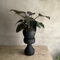 Philodendron Black cardinal  woodstool ＆ Potcover  Black (フィロデンドロン・ブラックカーディナルBlackウッドスツール&ポット付き）