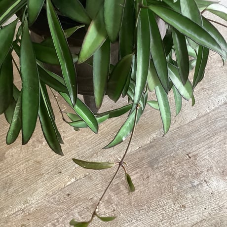 Hoya China Bean with Legs Wood pot ( ホヤ・チャイナビーンズ 脚付ウッドポットつき）