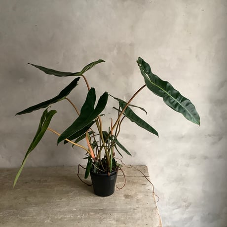 2025 Philodendron Billetae with Acacia wood Planter cover  (フィロデンドロン ビレッタエ/アカシア木製 鉢カバー付き)