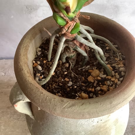 Anthurium "Rom's red with Tunisia pot XL (アンスリウム・ロムズレッド/チュニジアポット付き XL)