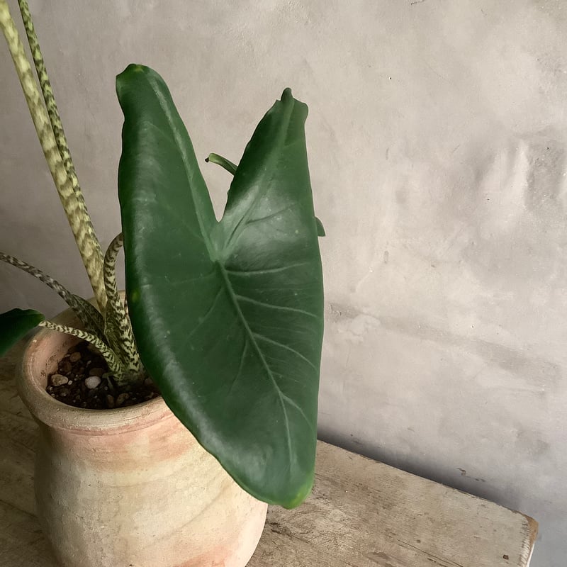 Alocasia Zebrina var. アロカシア・ゼブリナ 斑入り アロカシア ゼブリナ I インドアプランツ I プラントソサエティ