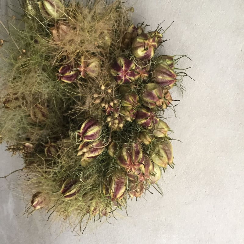 森の幻想的なスモークツリーとニゲラ、ルリタマアザミのナチュラルリース Dried Nigella & Smoke Tree Wreath (ニゲラとスモークツリーの