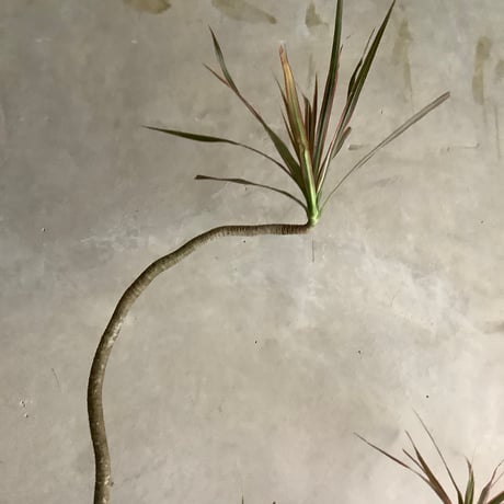 Dracaena marginata "Rainbow"(ドラセナ・マルギナータレインボー)