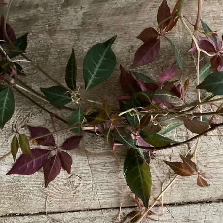 Parthenocissus Henryana（Chinese Virginia Creeper ）ヘンリーヅタ鉢