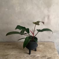 Philodendron Sayaka with with Legs Woodpot (フィロデンドロン・サヤカ/脚付ウッドポットつき)