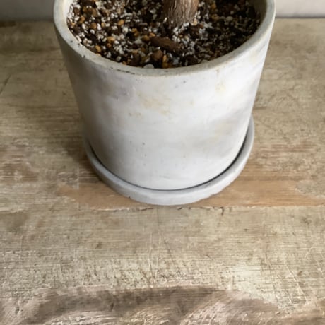 Skinny pachira in tube stone pot (チューブストーンポット入り 実生スキニーパキラ)