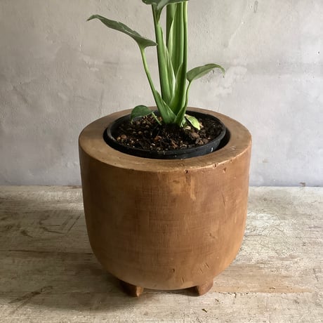 Monstera variegata with Acacia wood Planter cover (モンステラ・バリエガータ/アカシア木製 鉢カバー付き)