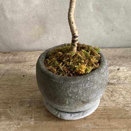 Cordyline terminalis mini with Moonstone pot(ムーンストーンポット入りコルジリネ・ターミナリス)