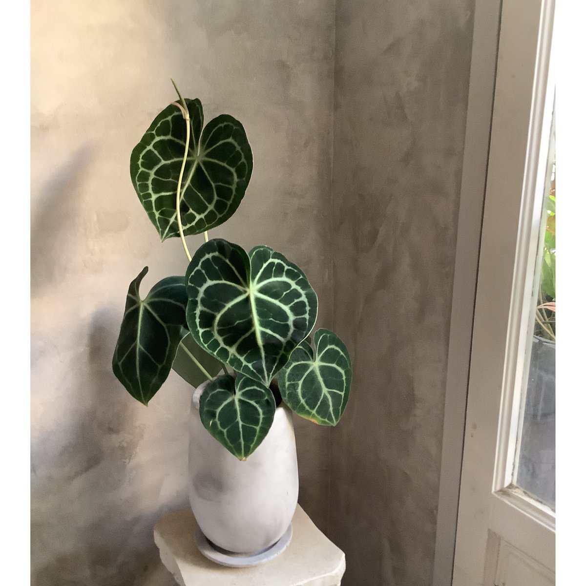 Anthurium clarinervium (アンスリューム・クラリネルビウム