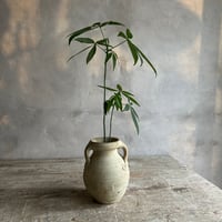 Skinny pachira with Tunisia pot/TypeA(チュニジアポットシリーズ・スキニーパキラ/タイプA)
