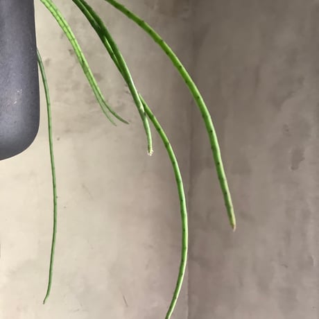 Rhipsalis Puniceodiscus (リプサリス”プニセオディスカス”)