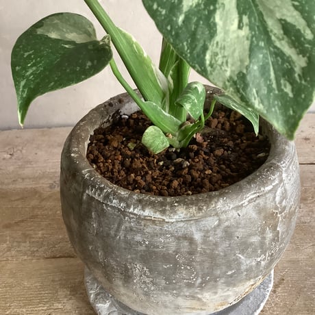 Monstera variegata with moon stone pot (ムーンストーンポット入りモンステラ・バリエガータ)