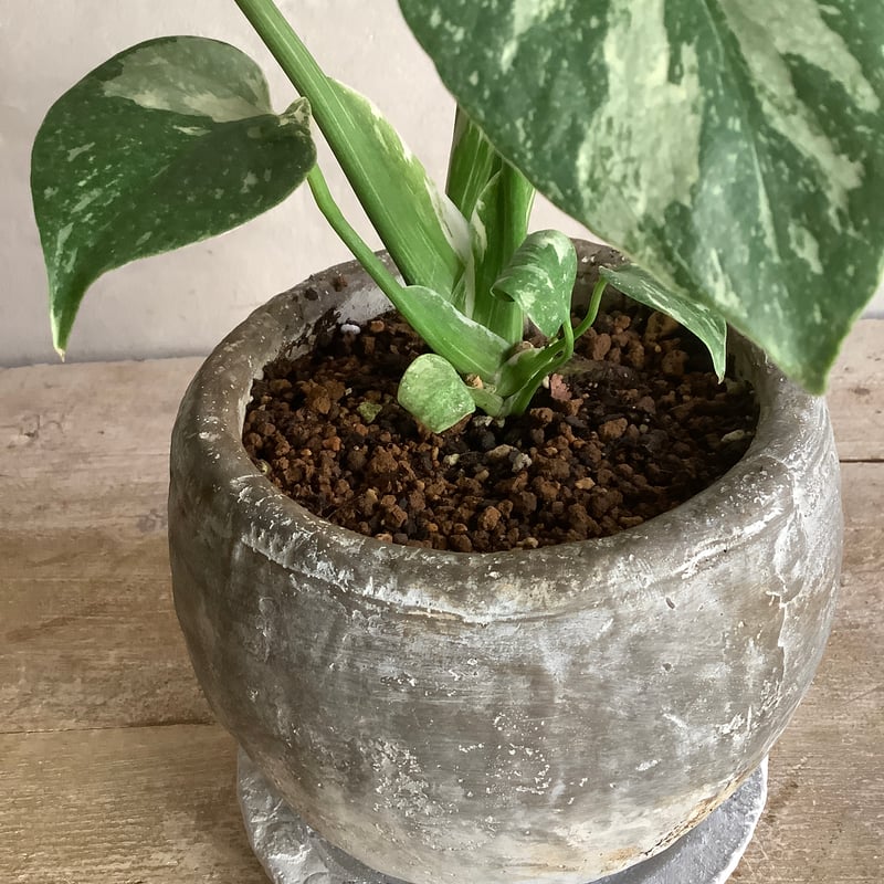 Monstera variegata with moon stone pot (ムーンストーン