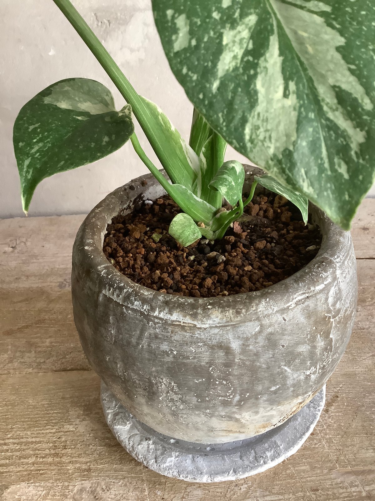 Monstera variegata with moon stone pot (ムーンストーン