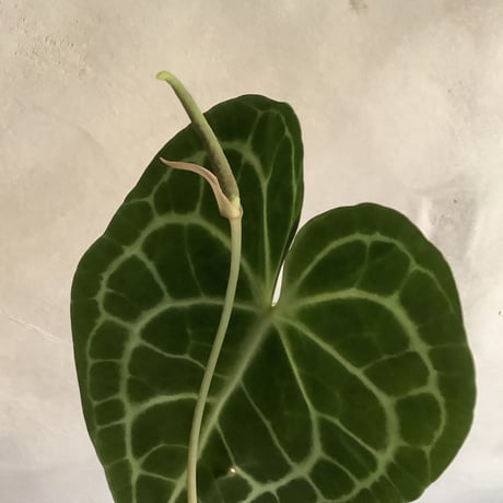 Anthurium clarinervium (アンスリューム・クラリネルビウム)