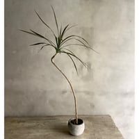 Skinny Dragon tree in moon pot(スキニーシリーズ/ドラセナ・コンシンネ)
