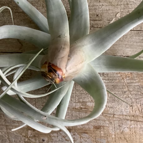 Tillandsia Xerographica with Tunisia pot (チュニジアポット付きチランジア・キセログラフィカ）