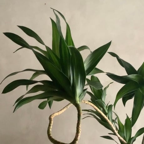 Bigskinny Dracaena Jamicain with Acacia wood Planter cover (ビッグスキニードラセナ・ジャマイカ/アカシア木製 鉢カバー付き)
