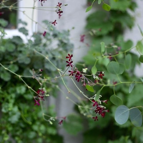 Pelargonium Sidoides (ペラルゴニウム・シドイデス３個セット）