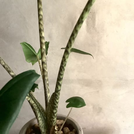 Alocasia Zebrina  with chimney pot (アロカシア・セブリナ/チムニーポット付き)